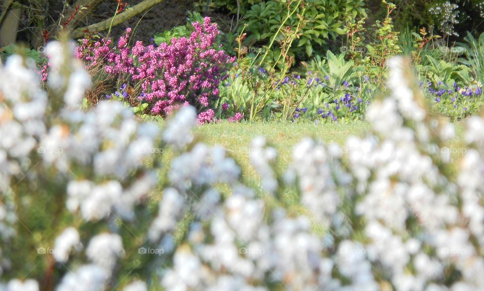 Heather in s garden, pink and white