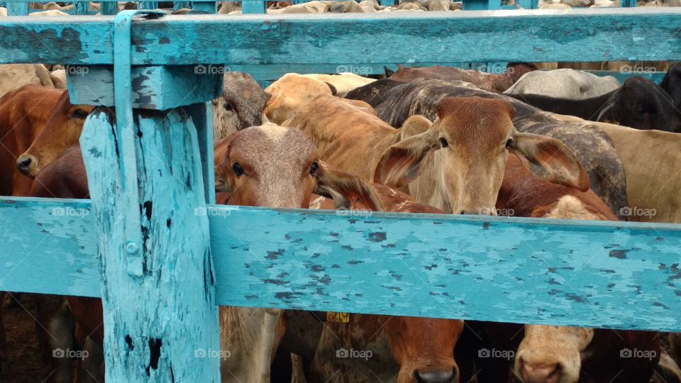 Bezerros no curral.