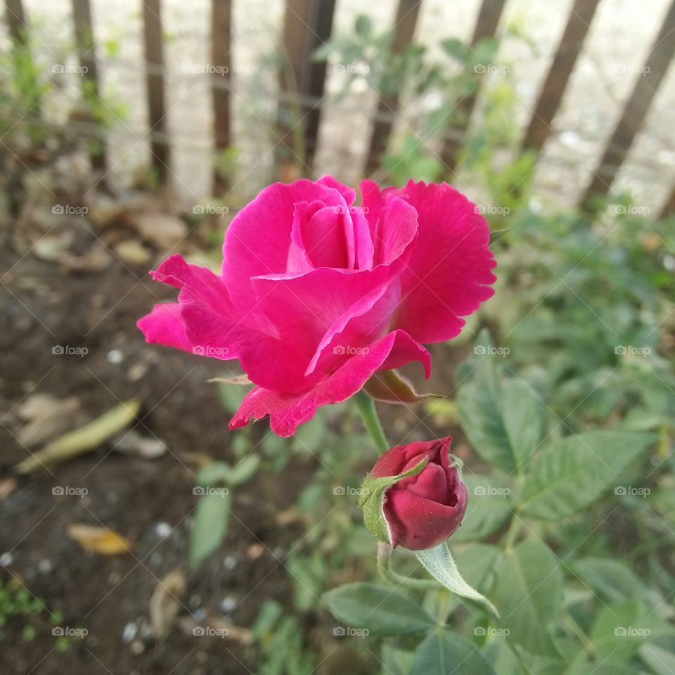 beutifu flower