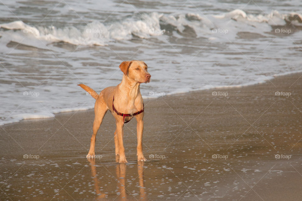 Sunset pup