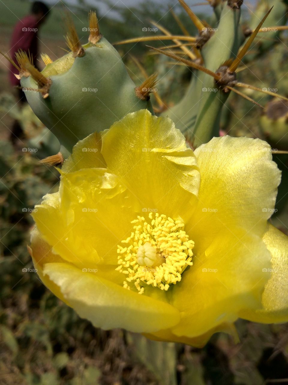 yellow flower with green fruits  cactus tree