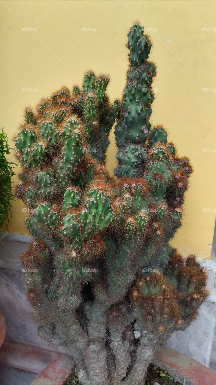 A pincy beautiful cactus plant, It is a gigantic   inventions of botanical field.