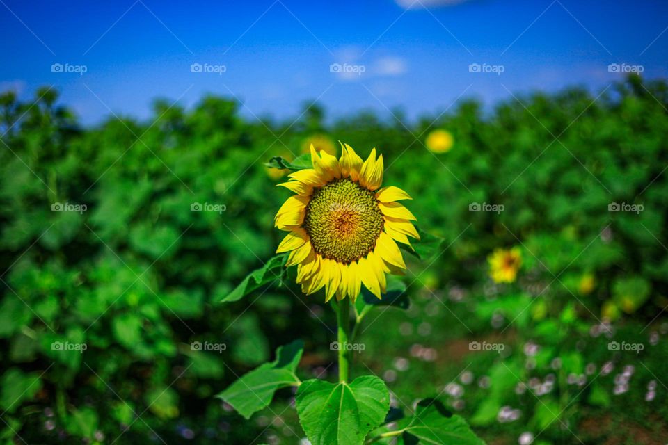 sunflowers