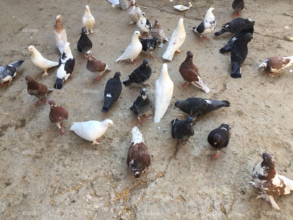 Flocks of doves having their morning meal