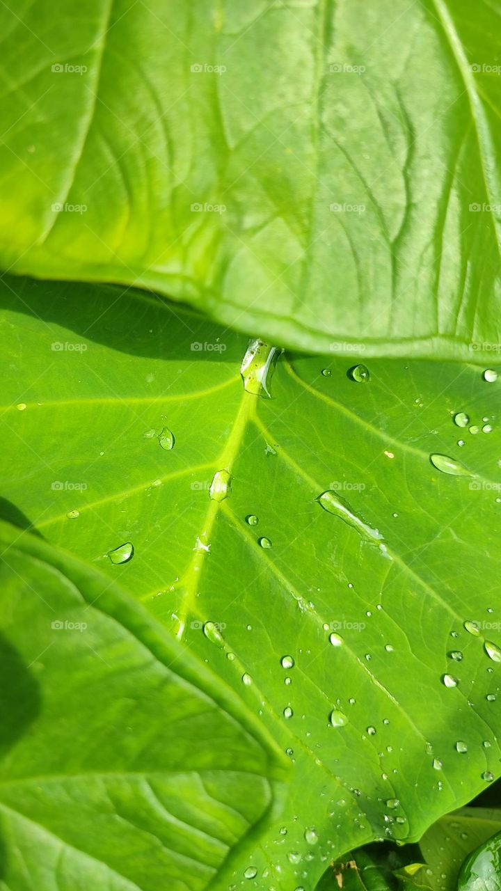 Beautiful water drops on a big leaf