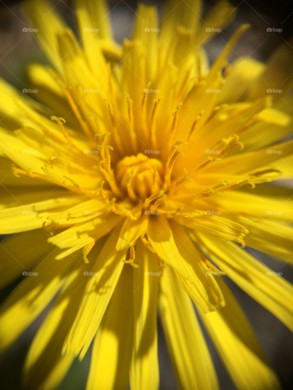 Dandelion closeup