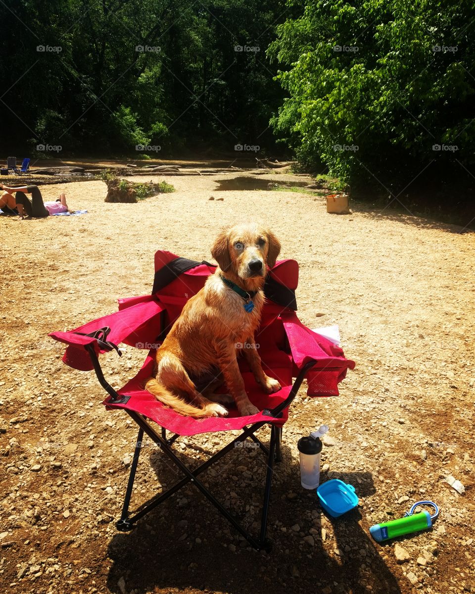 golden retriever sitting in a folding chair