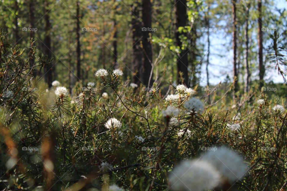 flower in the forest