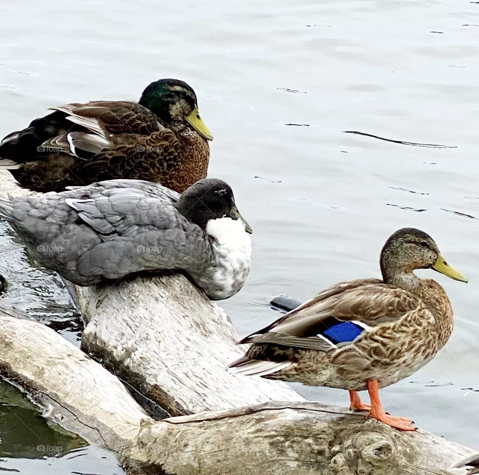 Sitting ducks