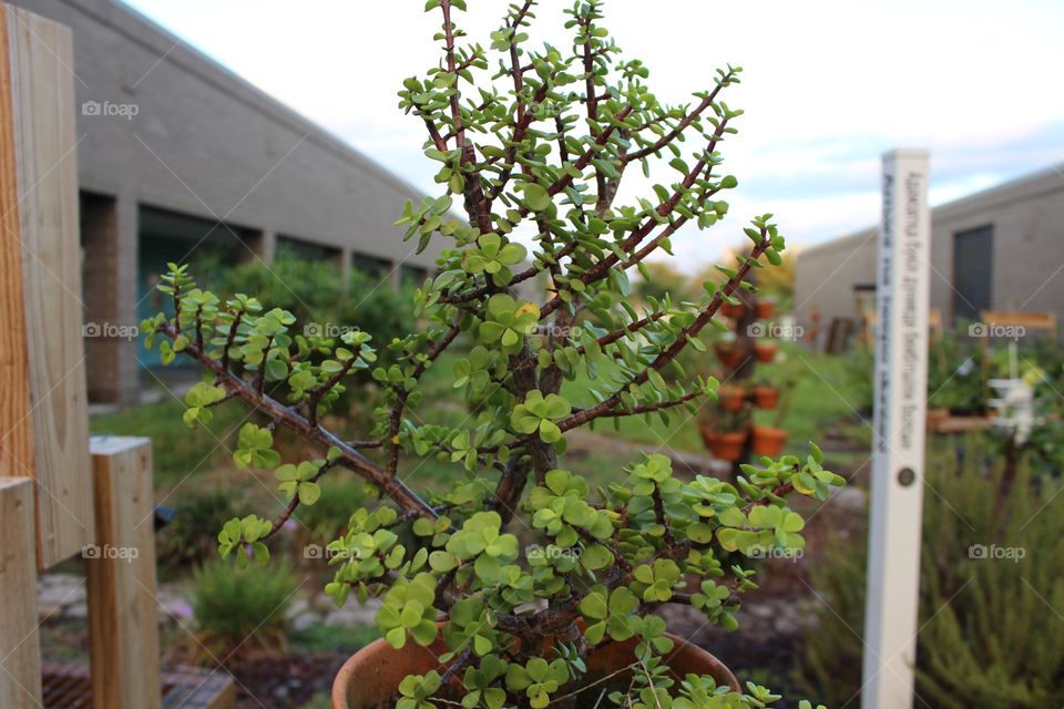 Tree in garden
Small tree
Potted tree
