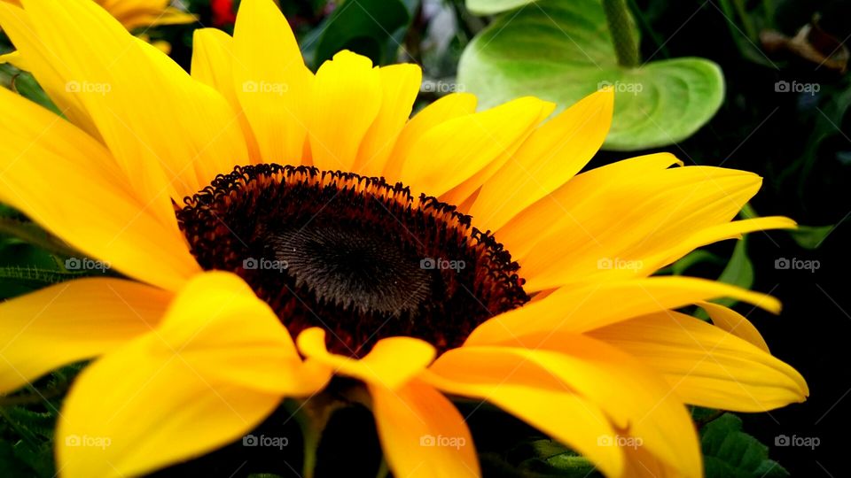 Glorious sunflower