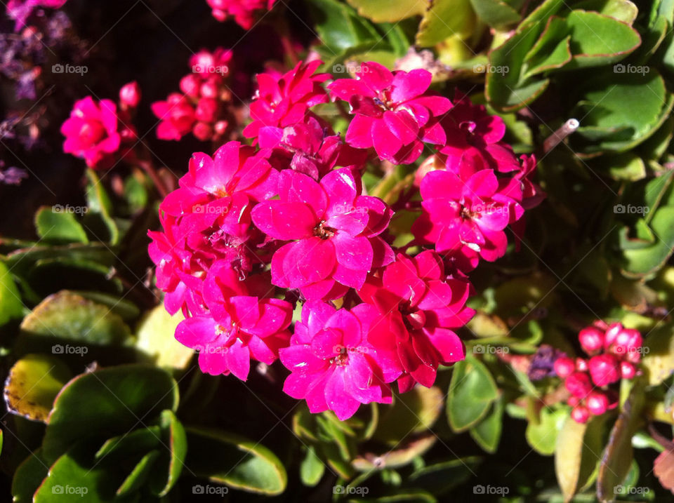 flowers nature pink outdoors by blackpearl079