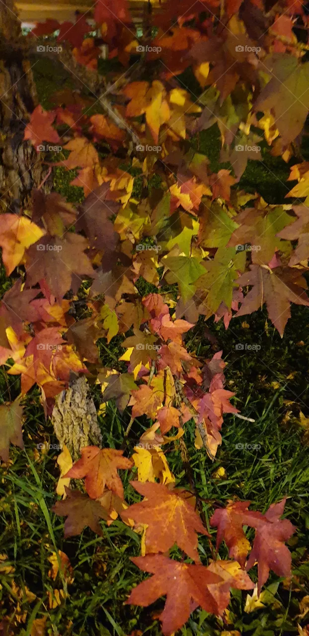 autumn