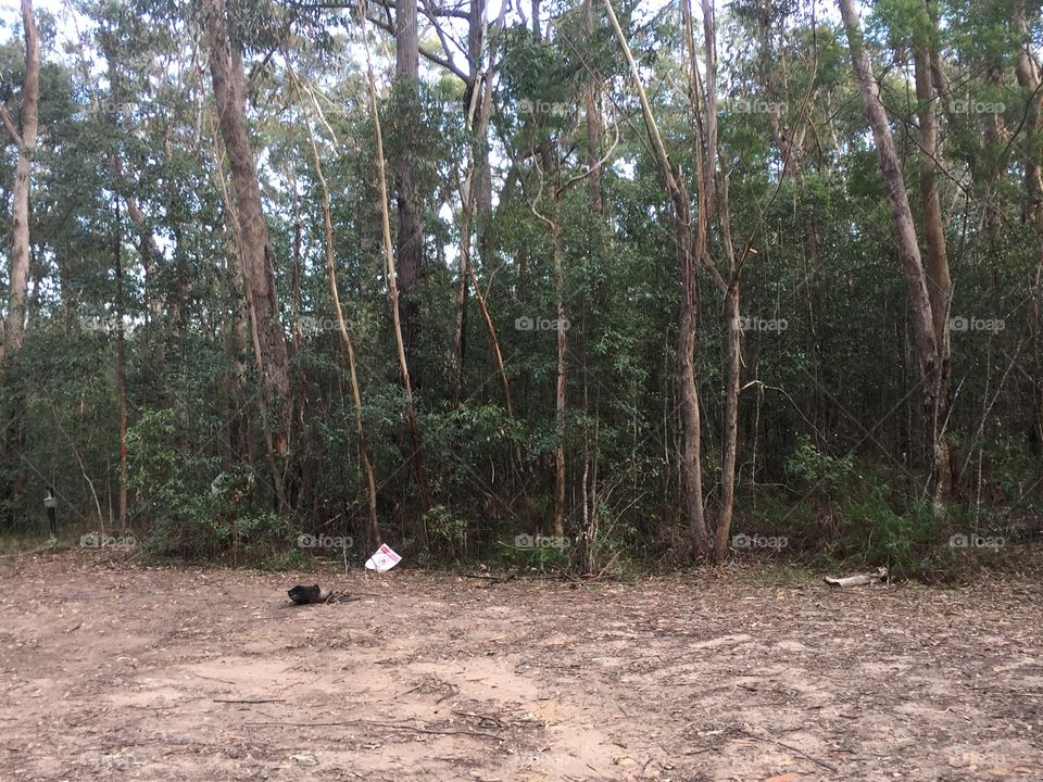 Bush with trees and dirt