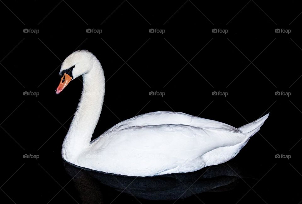 Swan