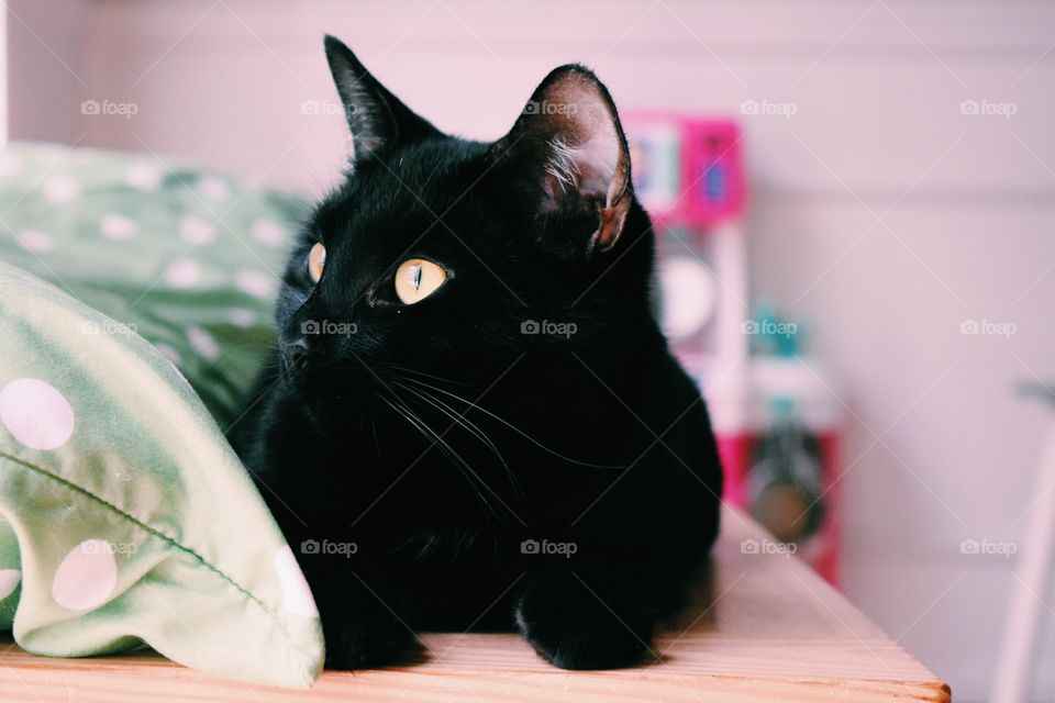 Close-up of a black cat looking away