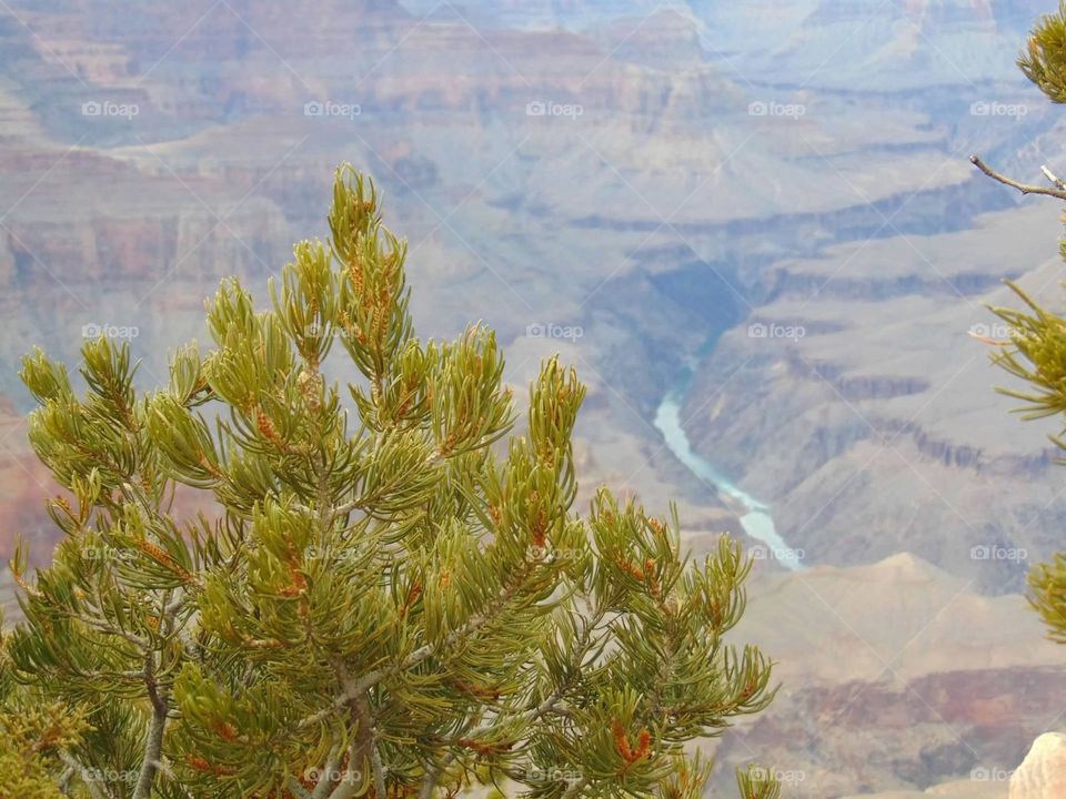 A tree top with a gorgeous view of the Colorado River in the Grand Canyon. 