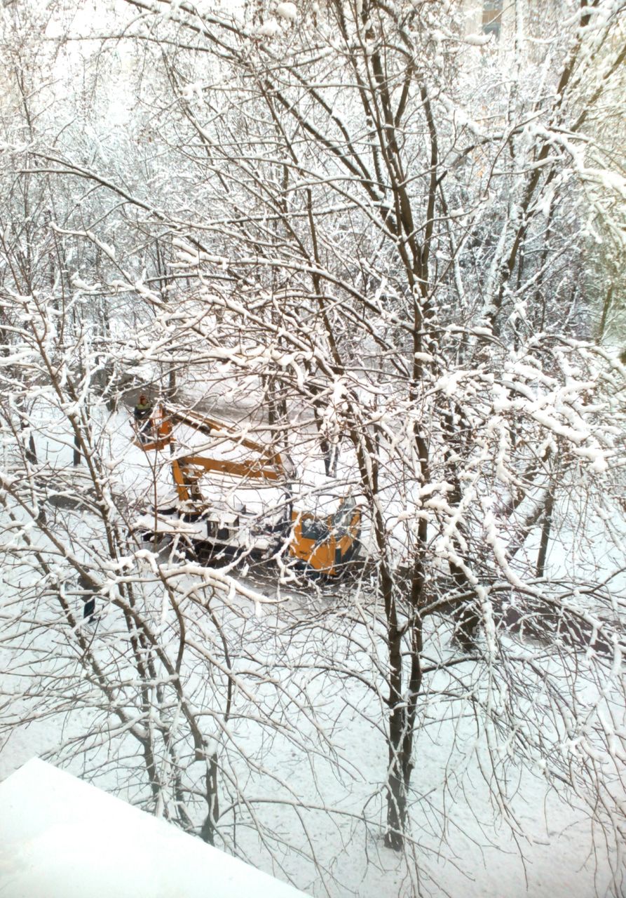 Winter, Snow, Cold, Frost, Branch