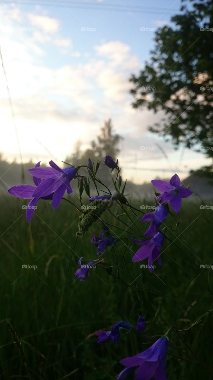 Midsummer in Latvia