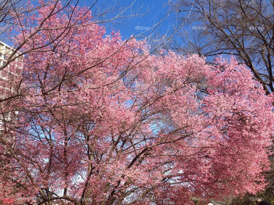 Cherry Blossom