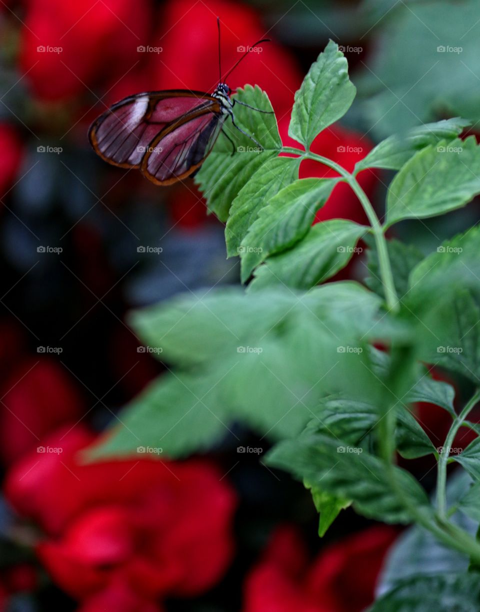 Red butterfly closeup on fern