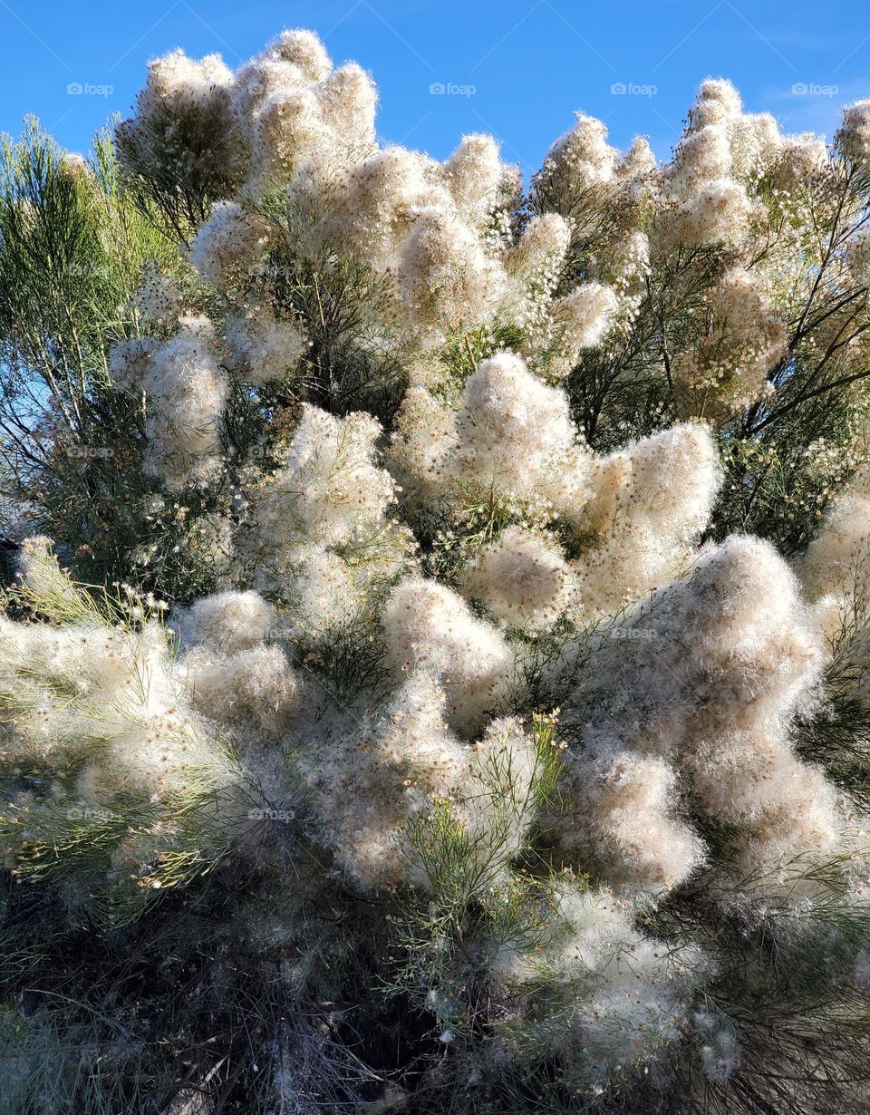 Seeds About to Leave the Plant