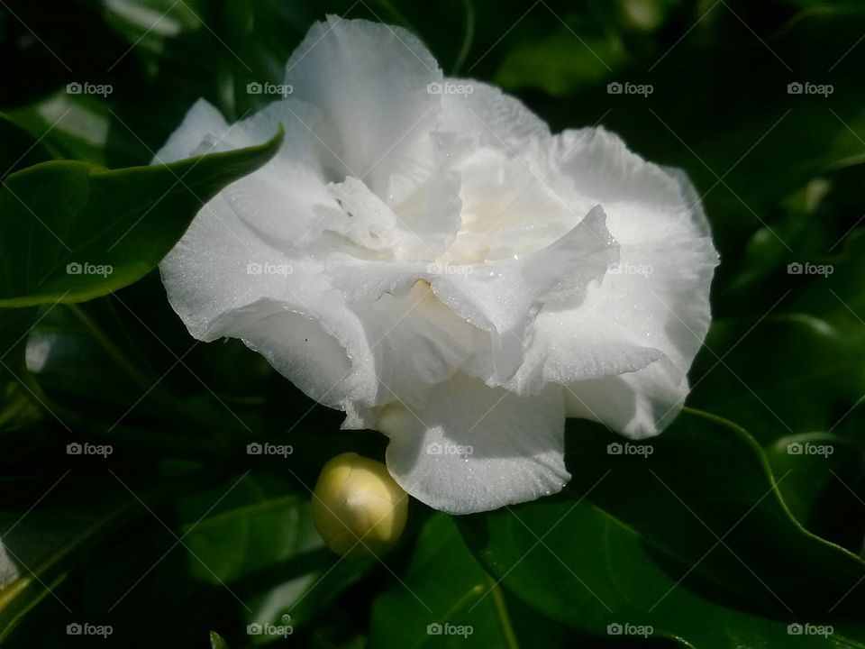 gardenia