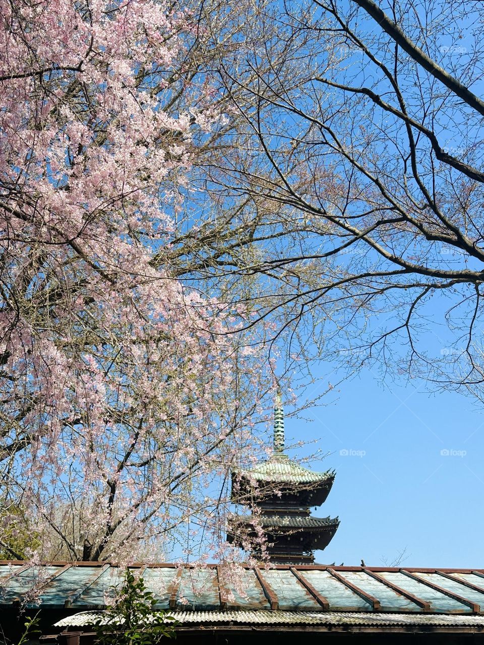 Cherry Blossom 