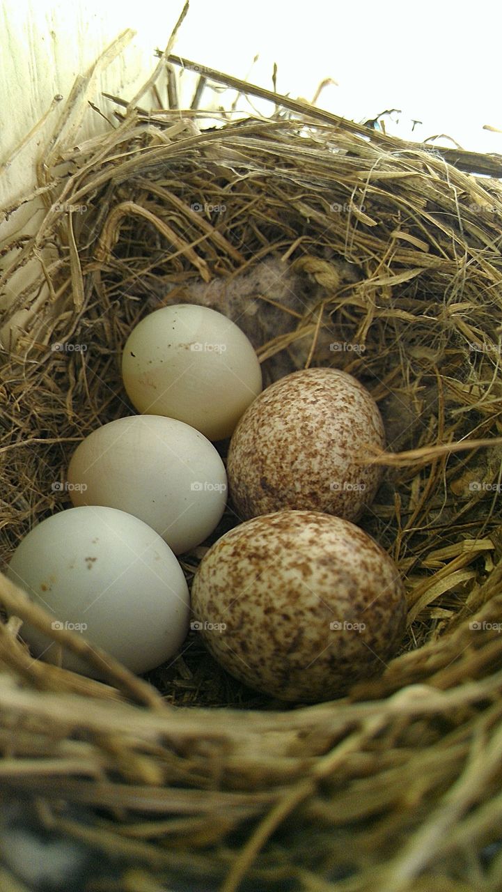 bird eggs. bird nest by my house 
