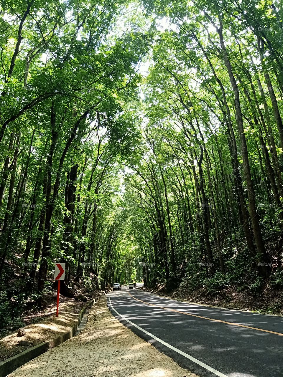 Man-made Forest, Bohol, Philippines