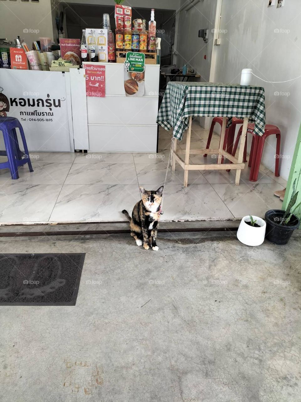 I guess this cat is the owner of the coffee shop.