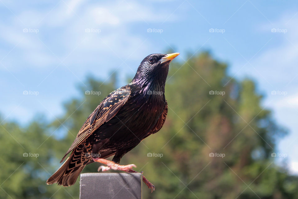 starling on a background of trees