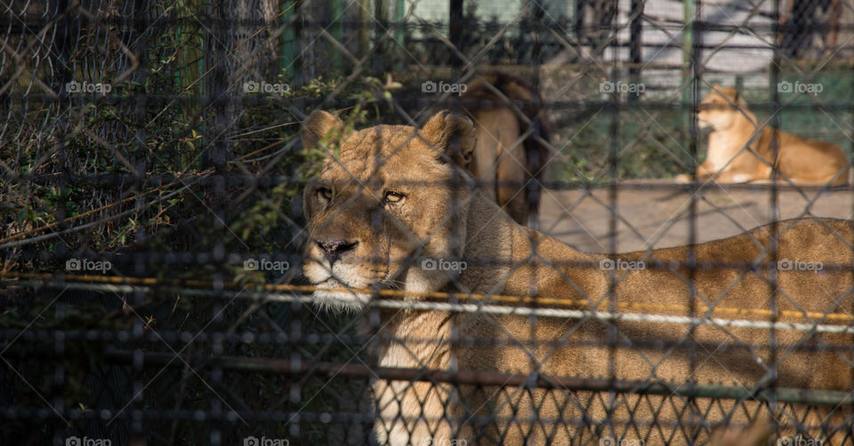 Female lions in zoo