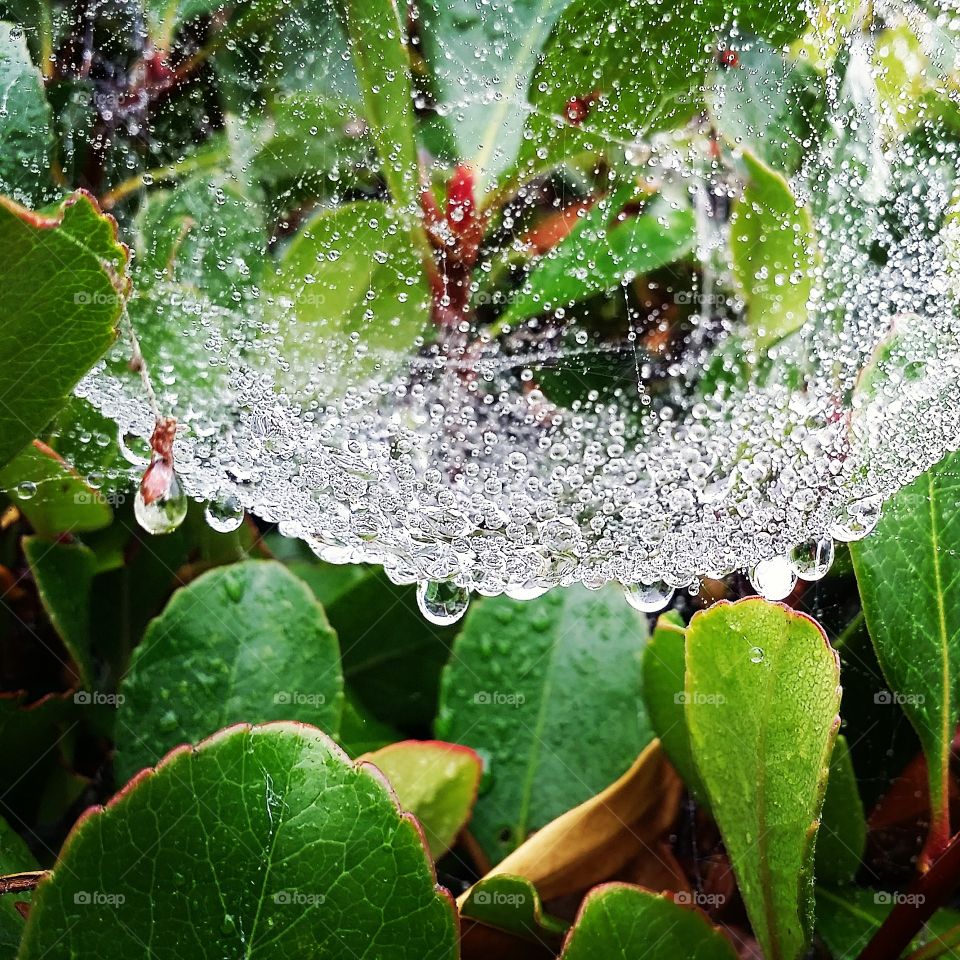 Drop, Dew, Nature, H2 O, Leaf