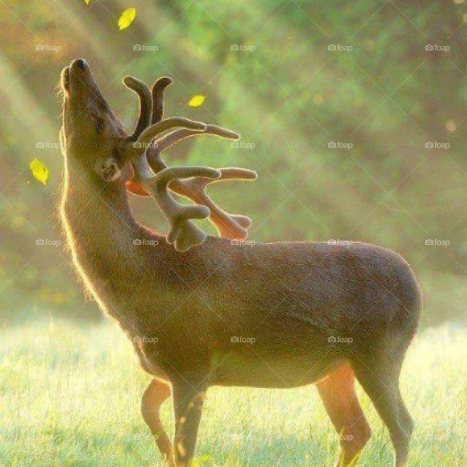 deer' perfect freedom