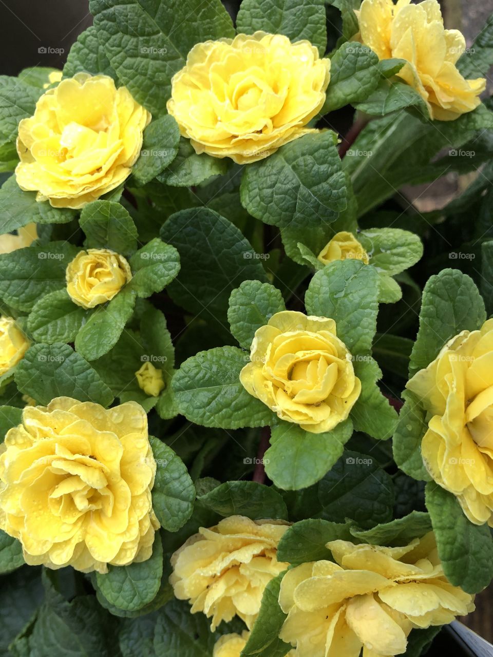 Virtually one of the most sparkly set of yellow flowers, that l have ever seen, simply glorious.