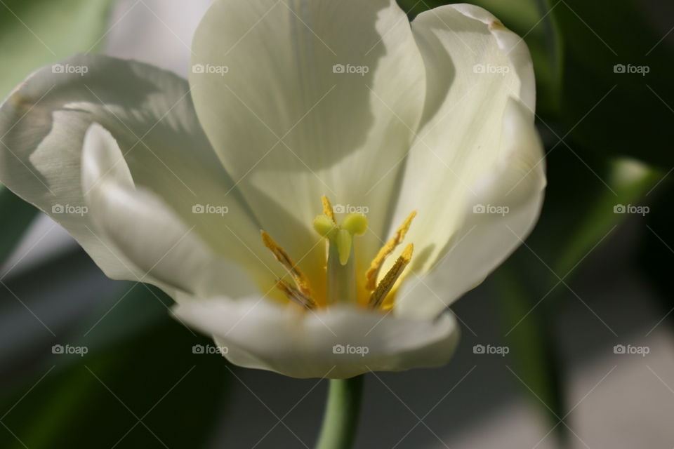 Tulip