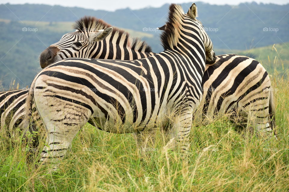 Neither The Snout Kicking Nor Back-Biting Will Stand In The Way Of Zebra Family Expansion