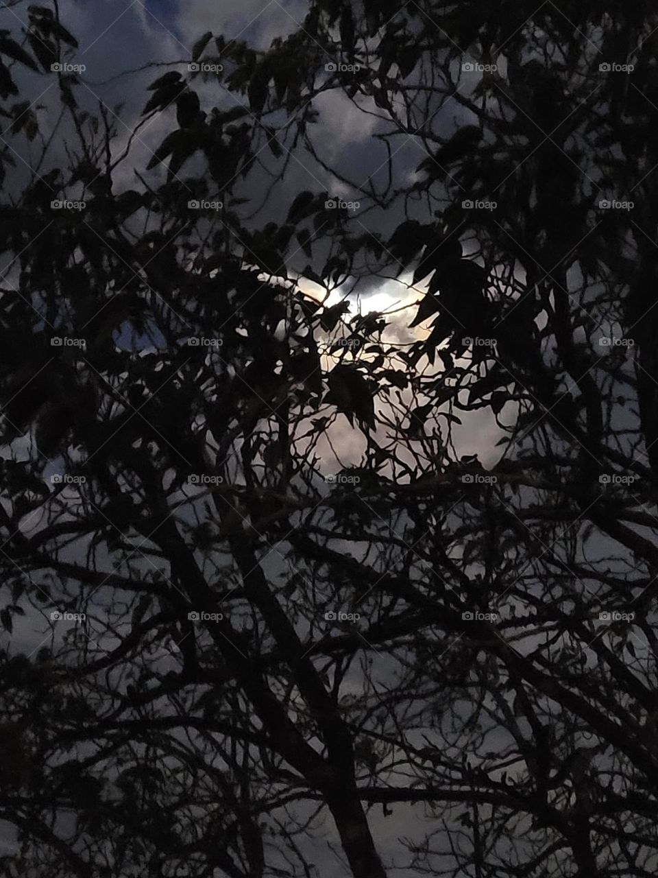 Moonlight through the trees