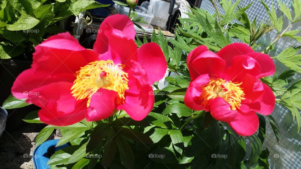 peonies