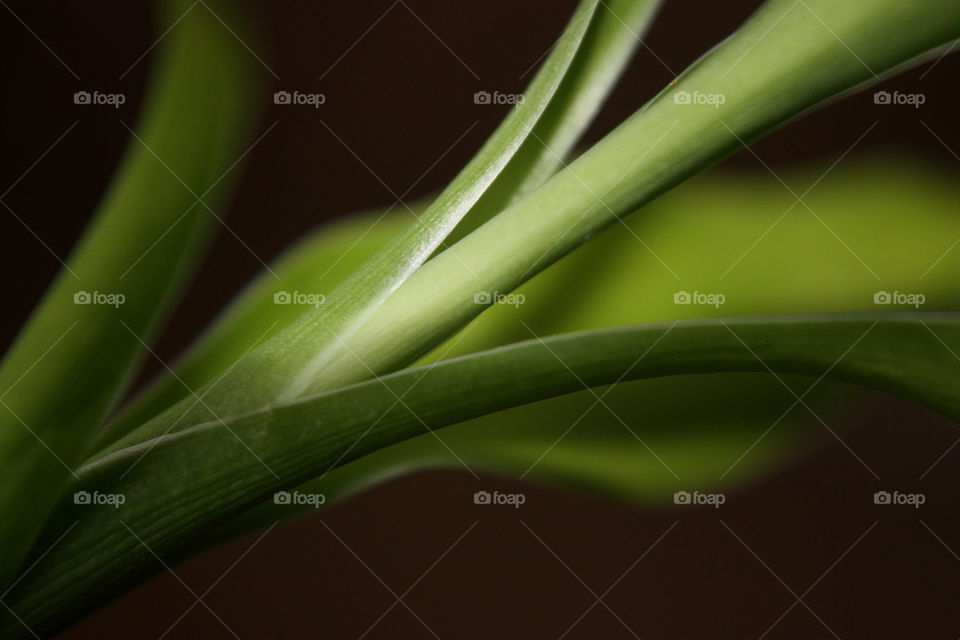 Blade of grass against black background