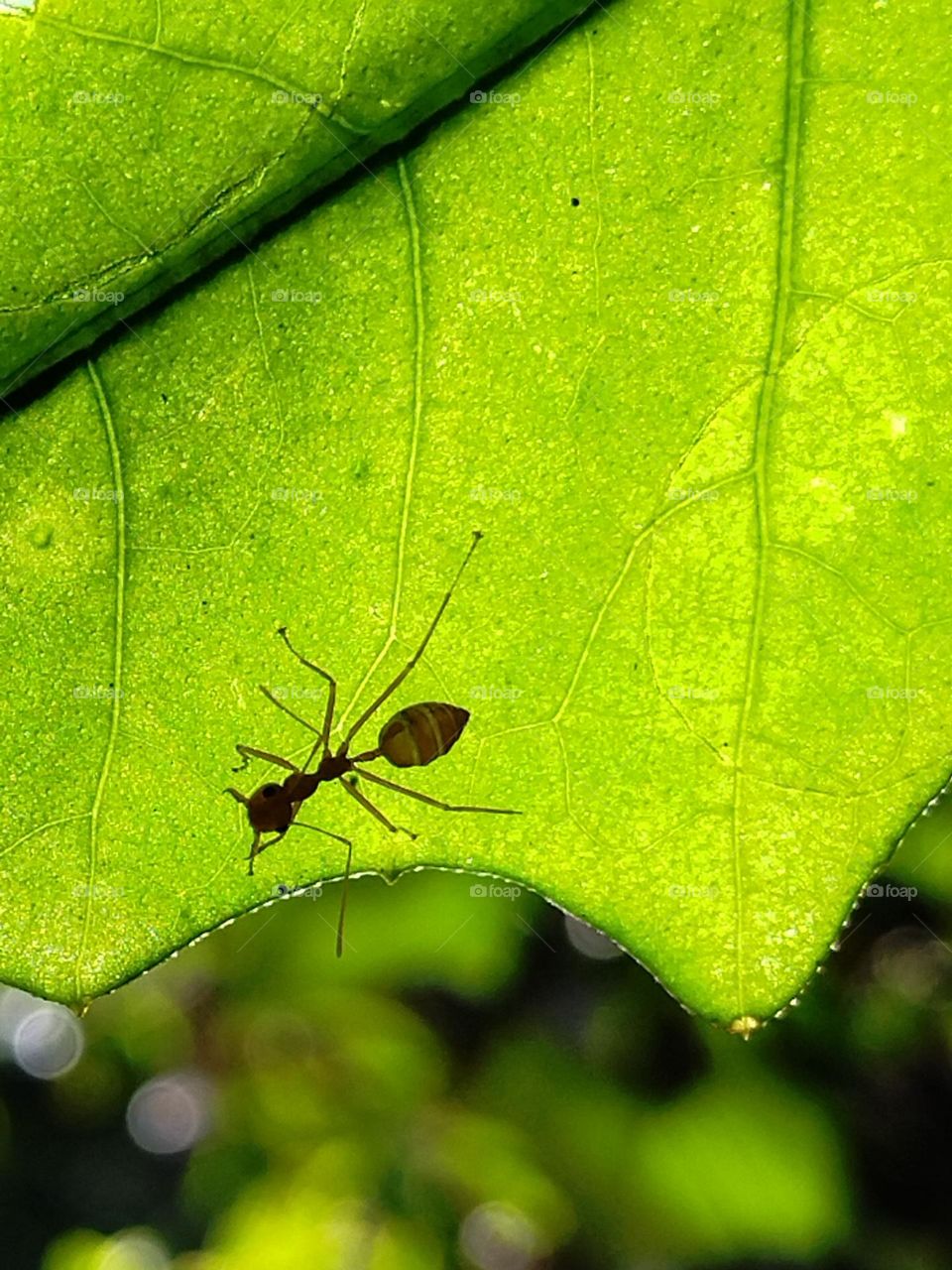 Ant on leaf
