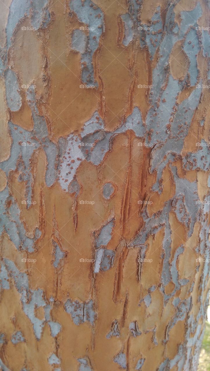 Tree bark pattern. This is an unusual Tree bark pattern.