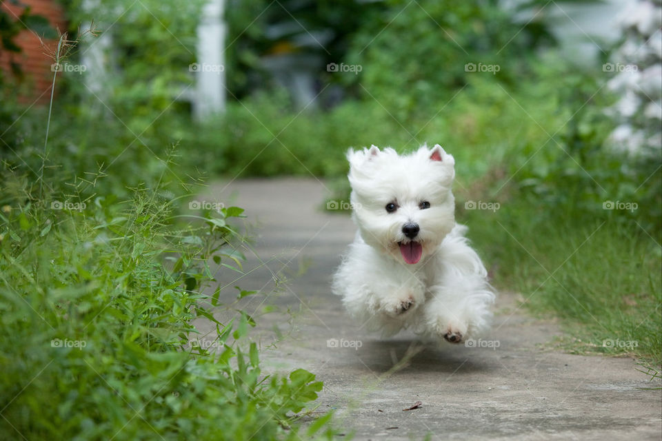 Westie puppy running at outdoors