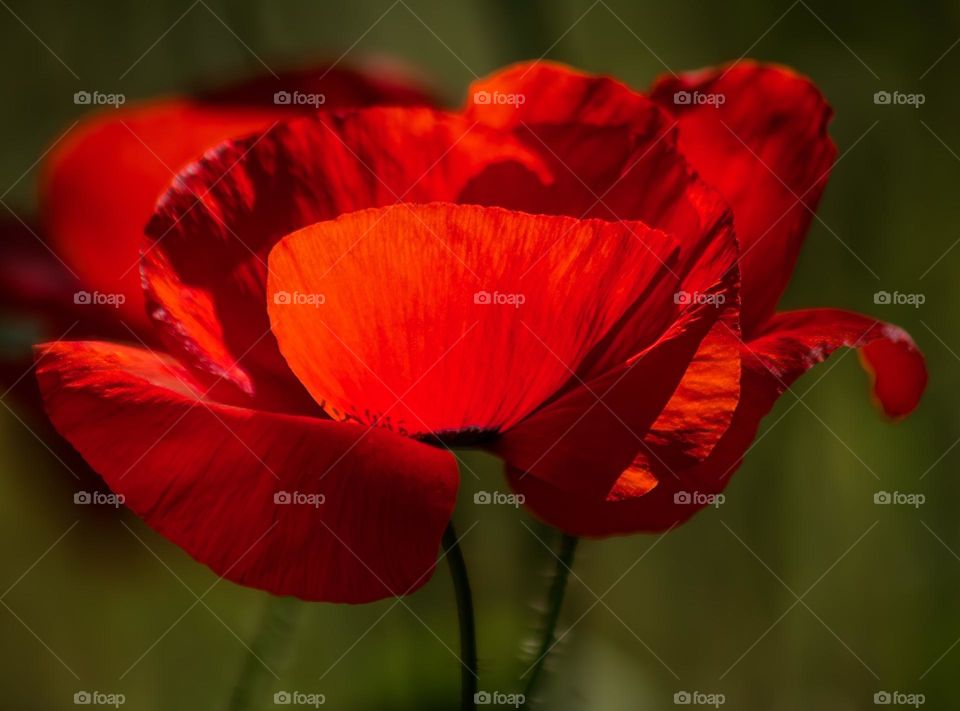 Close up of bright red poppy petals in the sun