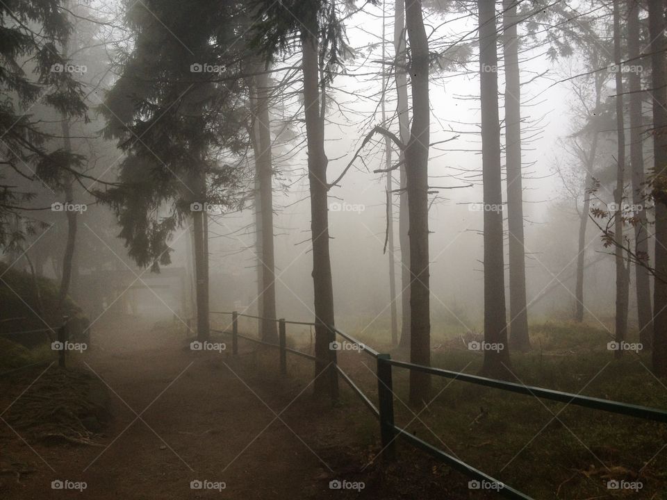 Forest in fog