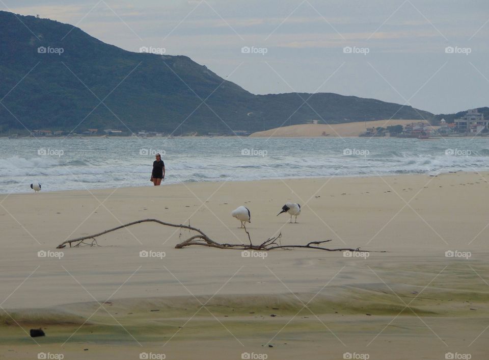 Florianópolis, Santa Catarina, Brasil