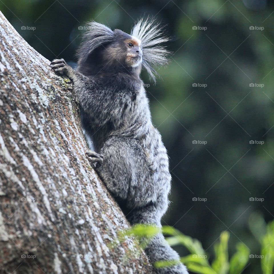 Wildlife in Rio de Janeiro