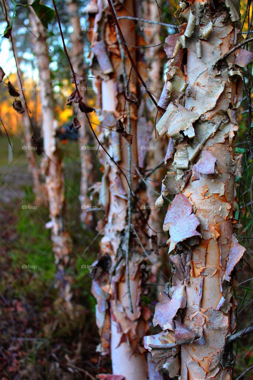 Close-up of bark on tree trunk