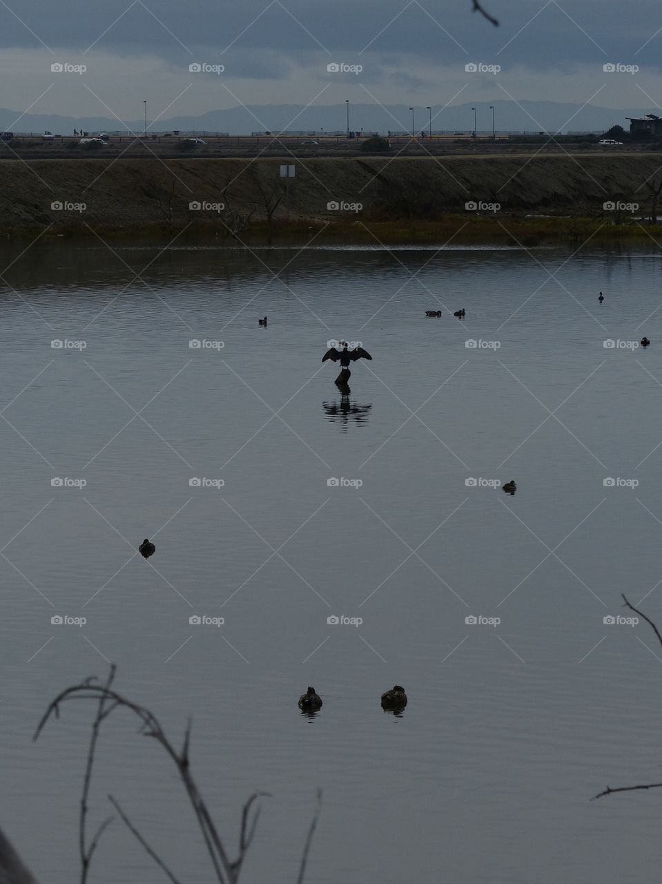 High angle view of cormorant on lake